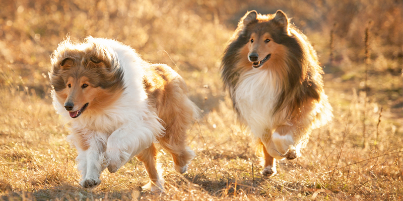 Training for Rough Collies